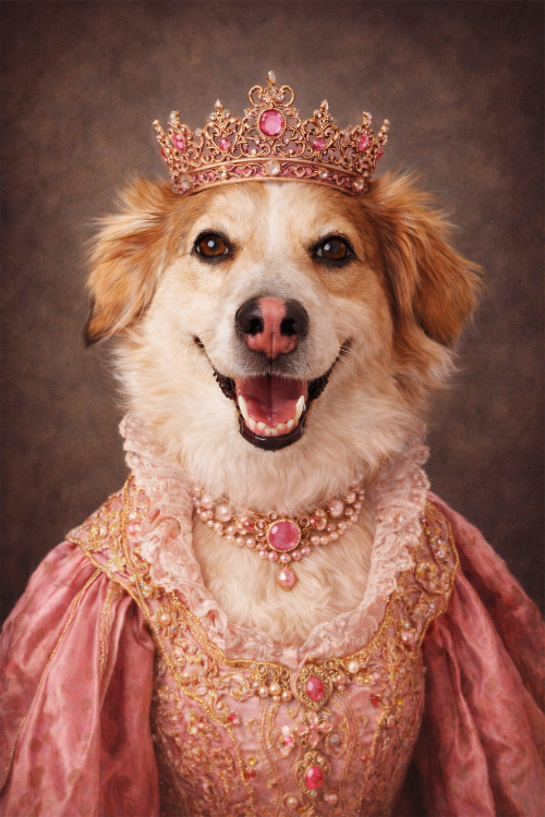 Pets portrait