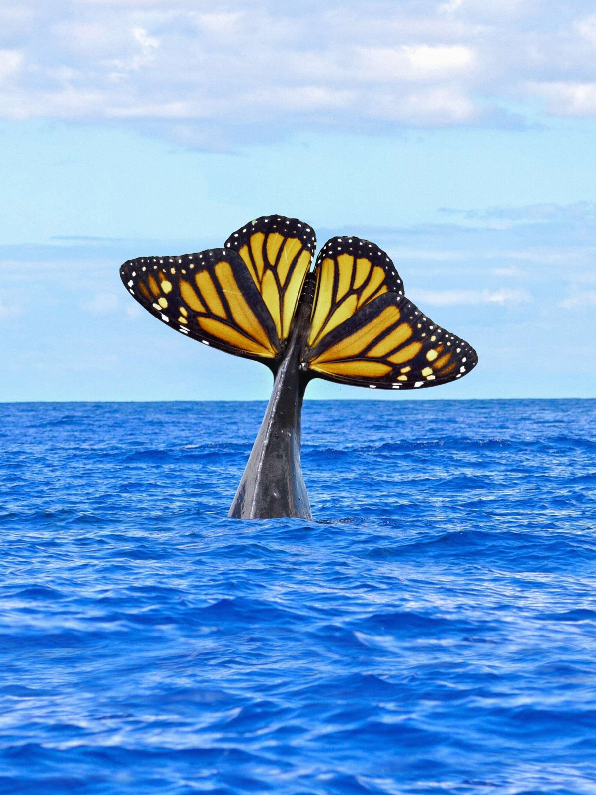 The Butterfly Dolphin