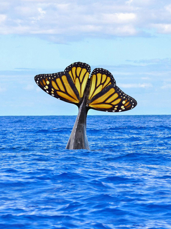 The Butterfly Dolphin